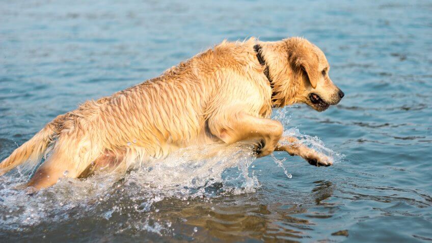 Wet Golden Retriever dog running in the water.