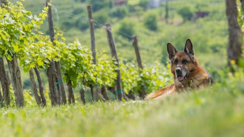 German Shepherd and vineyard.