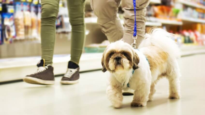 Couple With dog Shopping in Pet Store.