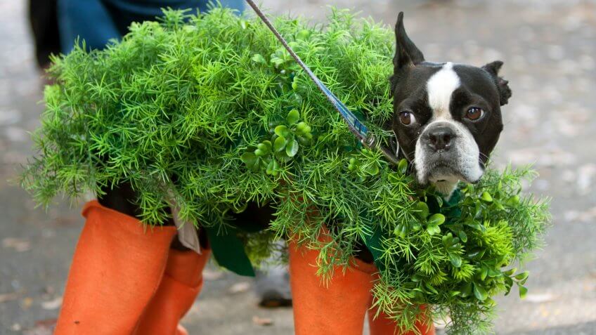 A dog is dressed in a chia pet costume for a Halloween dog costume contest.
