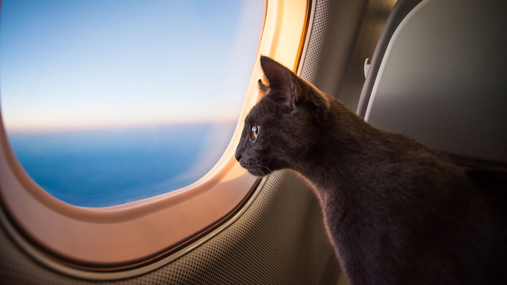 How To Travel Internationally With Your Pet (Without Emptying Your Bank ...