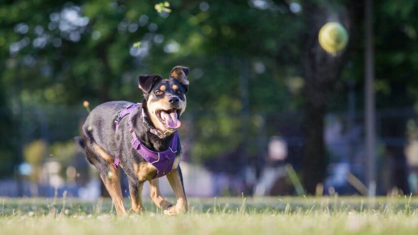 A very playful mixed Rottweiler dog.