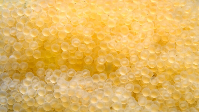 Close-up shot of Almas caviar