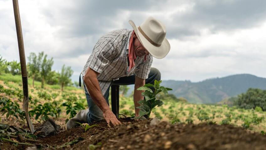 Farmer sowing the land in a field