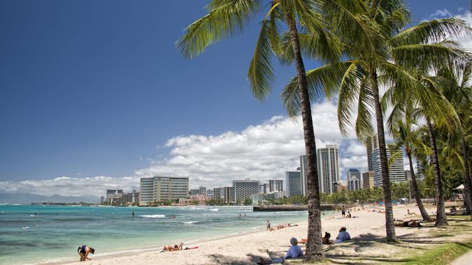 Palm trees along the beach in Hawaii