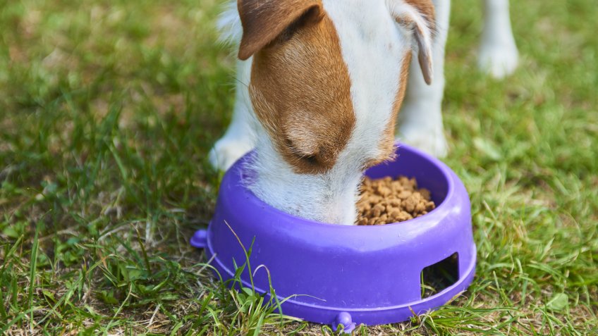 dog eating from bowl