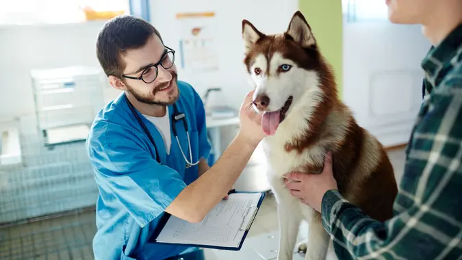 Happy doctor looking at his husky patient with owner near by.