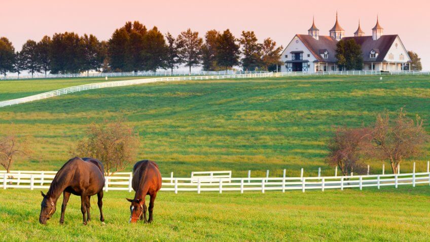 Horses grazing in the pasture at a horse farm in Kentucky.