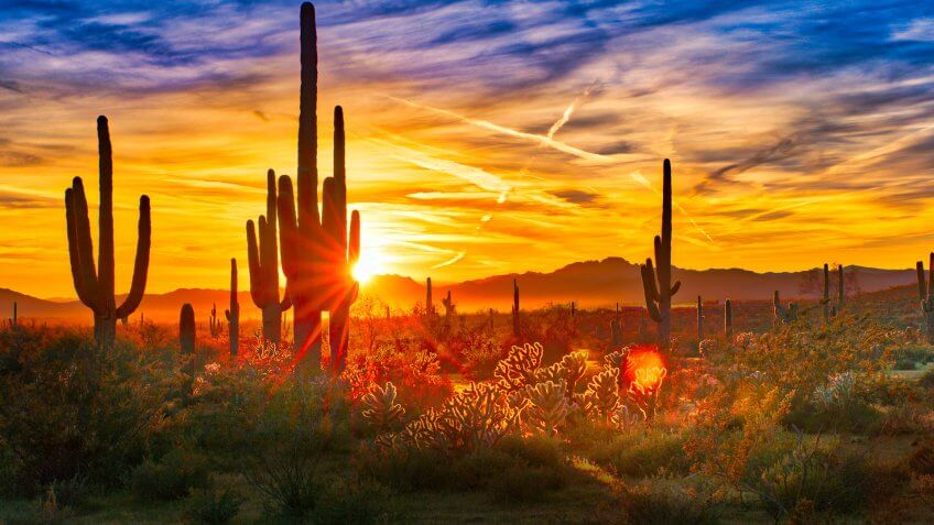 Saguaros at Sunset in Sonoran Desert near Phoenix.