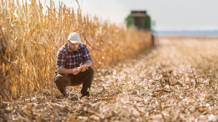 Young farmer in corn fields.