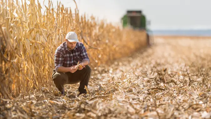 Young farmer in corn fields.