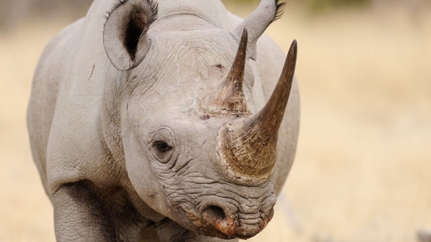 rhinoceros with horns