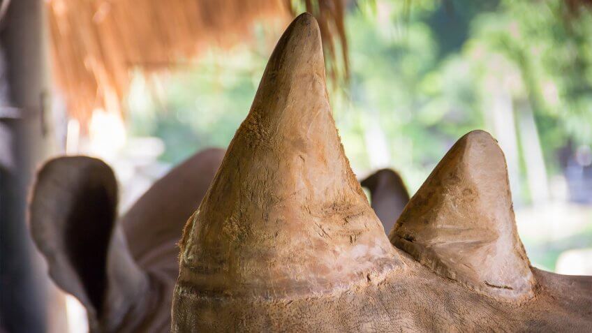 Rhino horn.