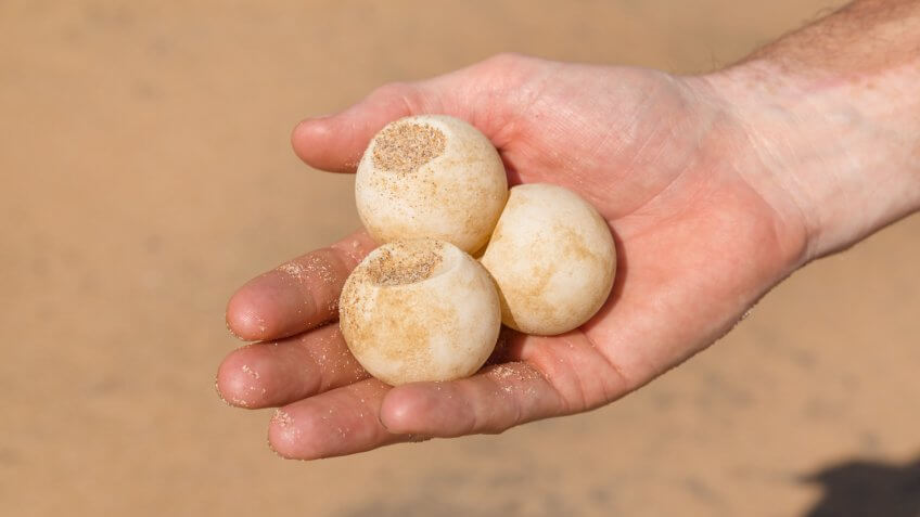 Holding out turtle eggs