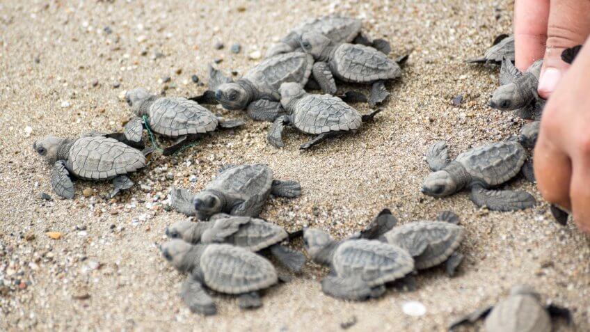 Baby sea turtles