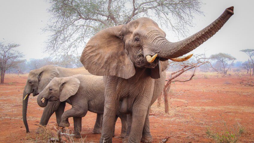 South African elephants