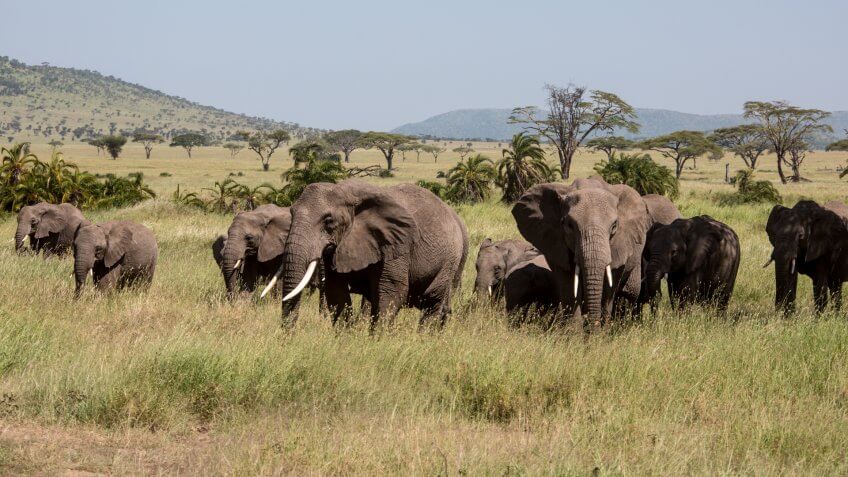 African elephants are grazing in the Serengeti Nationalpark, Tanzania, Wildlife shot,Copy space.
