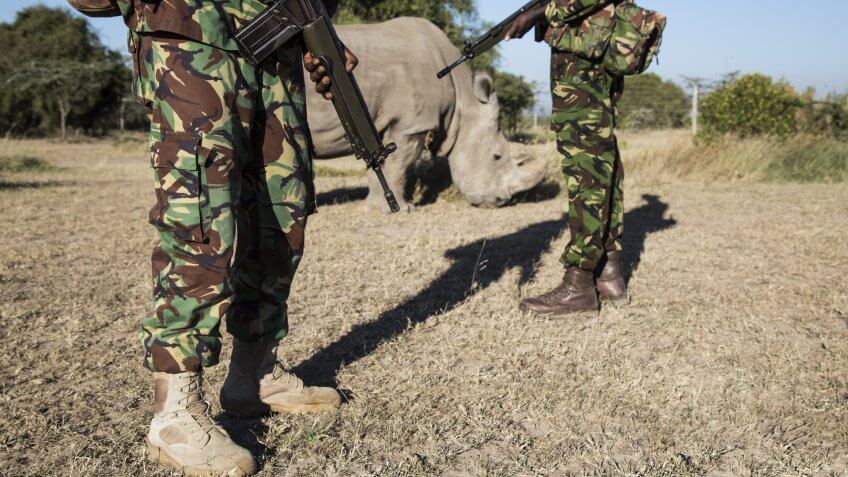 rangers protecting rhino