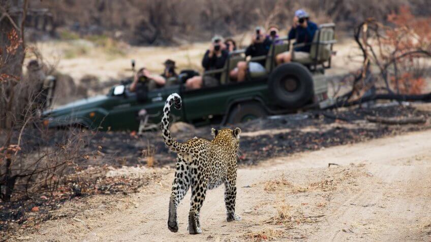 safari vehicle full of tourists watching a leopard