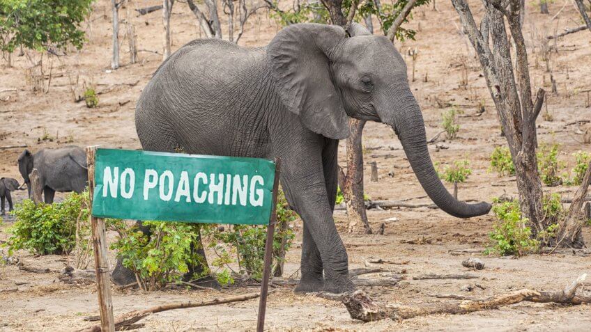no poaching sign in front of elephant