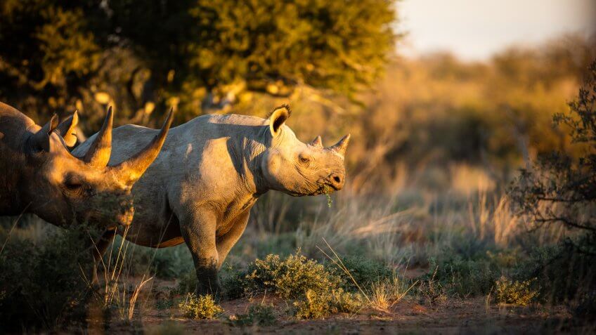 Black rhino feeding at sunset