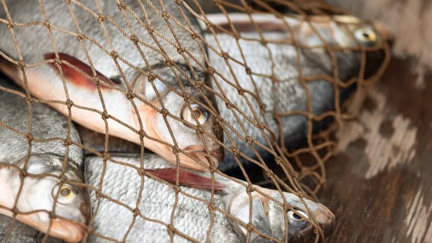 fish caught in a net