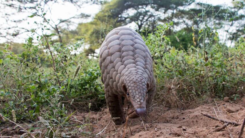 pangolin