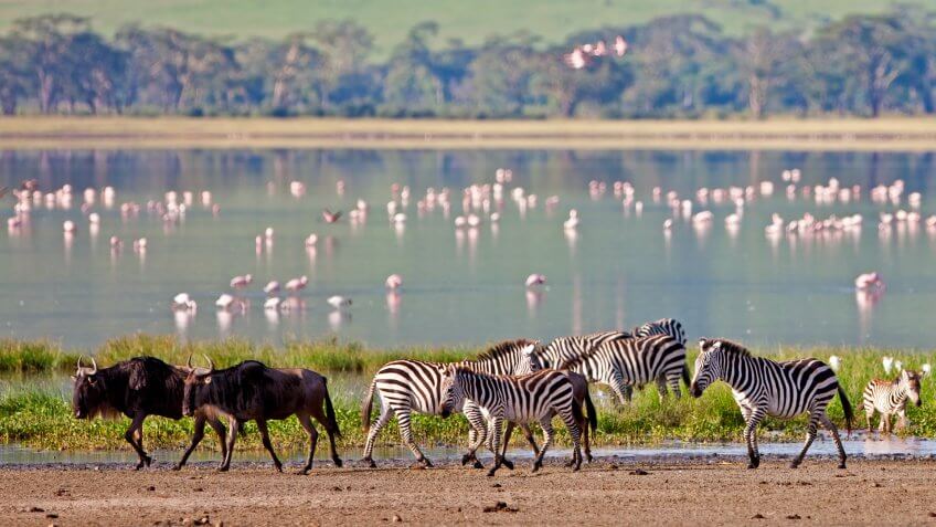 zebras and wildebeest and flamingos in Tanzania