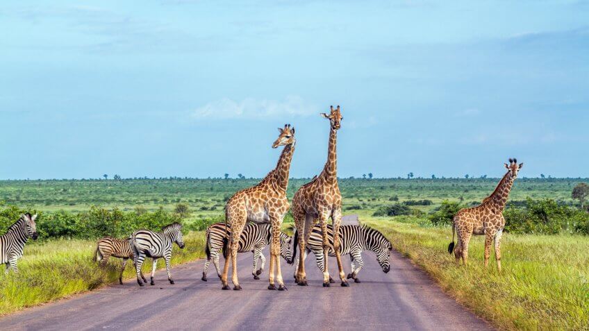 giraffe and zebra crossing the road in the plains