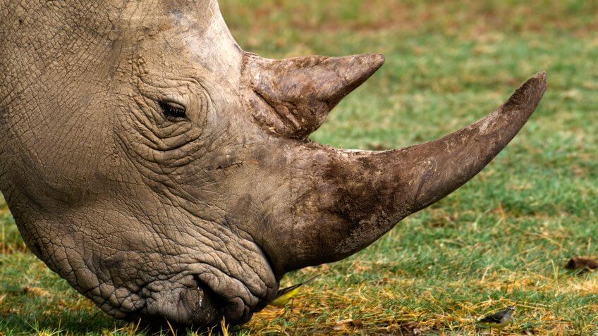 White Rhino Portrait - Lake Nakuru - Kenya.