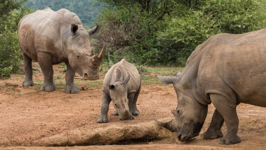 a family of rhinos