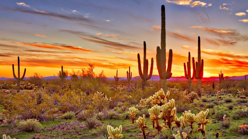 Arizona Sonoran Desert