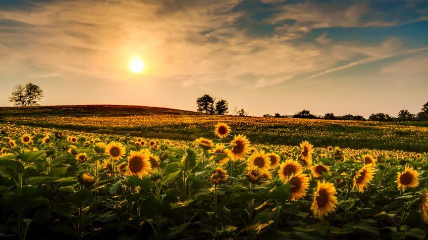Kansas sunflower field