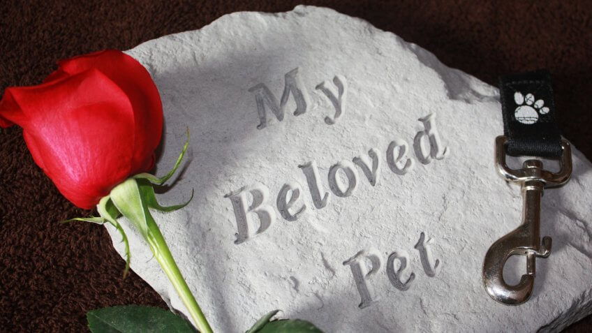 Loss of a Pet.