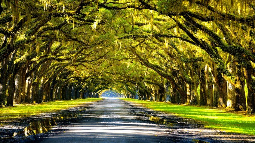 Louisiana oak trees