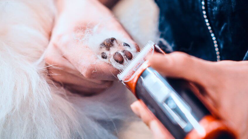 clipping dog nails