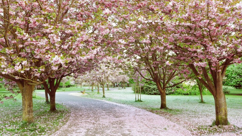 Winding Cherry Blossom Lined Pathway in a Beautiful Landscape Garden.