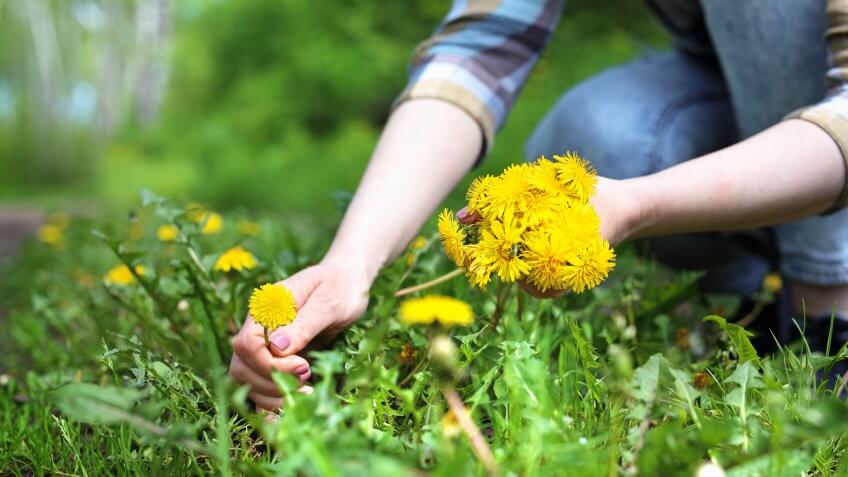 Woman takes dandelion flowers in a meadow.