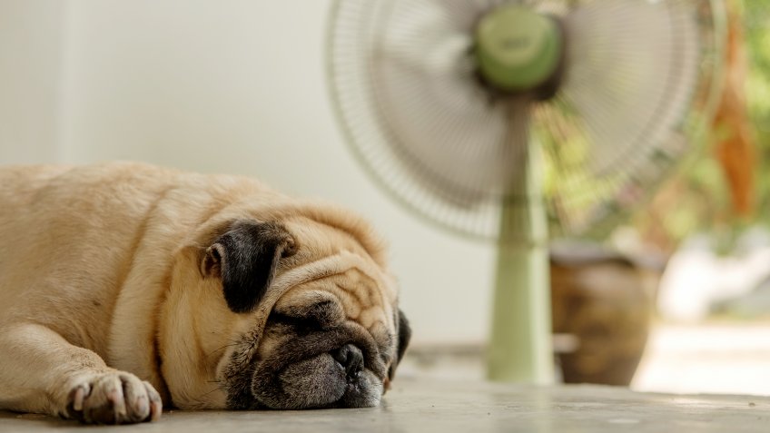 Fawn pug dog lying on concrete floor in front green fan in very hot day.