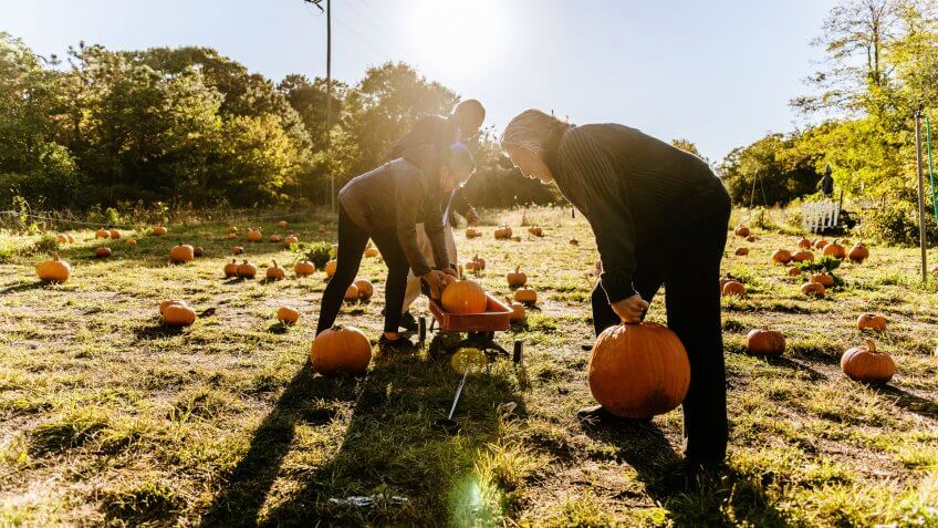 Three senior friends picking pumpkins at Pumpkin Patch in Long Island, New York, USA.