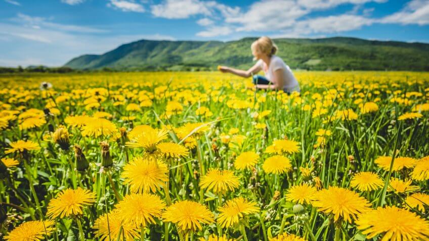 picking dandelions from field