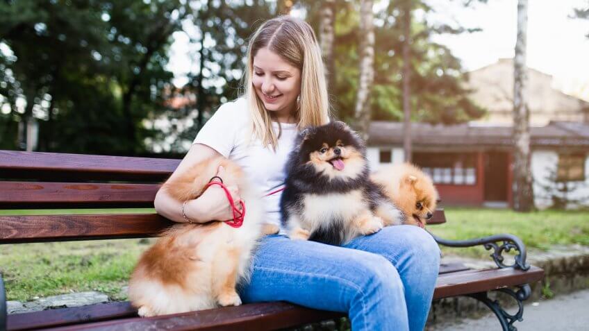 Dog walker enjoying with Pomeranian dogs in park.