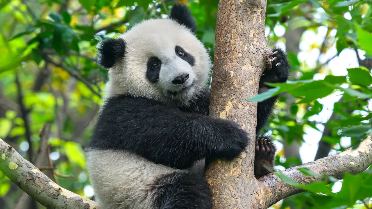Panda bear in tree