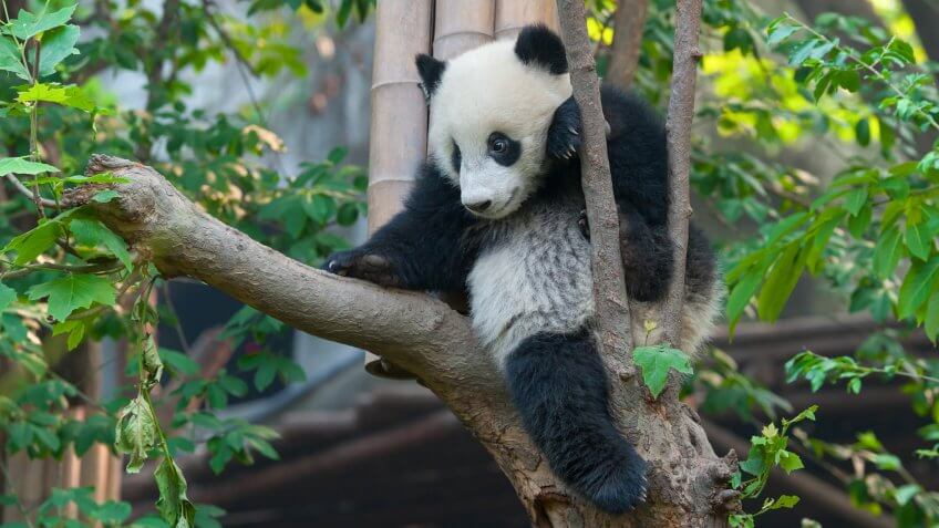 Young panda bear in tree