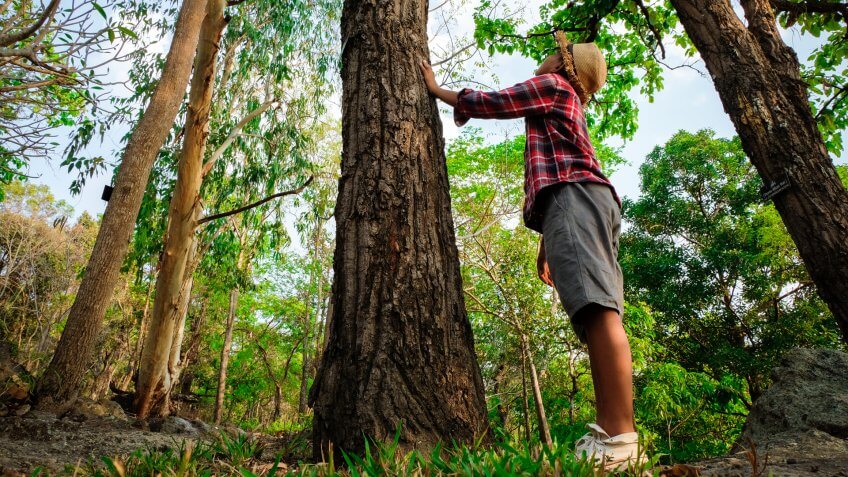 looking up at a tree