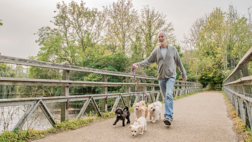 Man holding lead, walking four dogs, with trees in the background.
