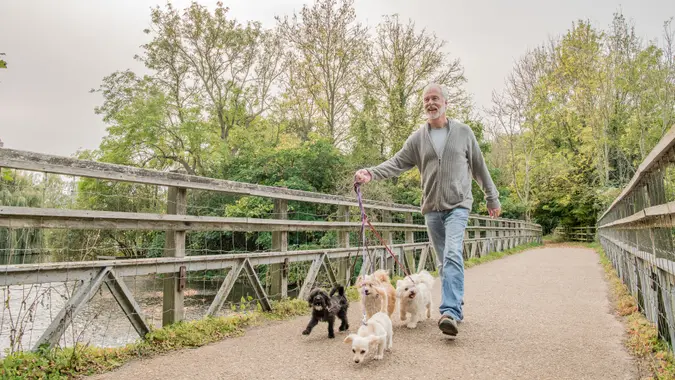 Man holding lead, walking four dogs, with trees in the background.