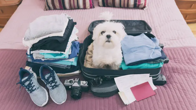 Small dog maltese sitting in the suitcase or bag wearing sunglasses and waiting for a trip.