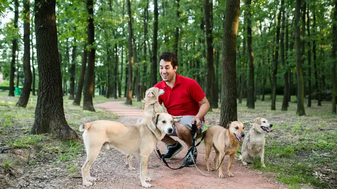 Dog walker with dogs enjoying outdoors.