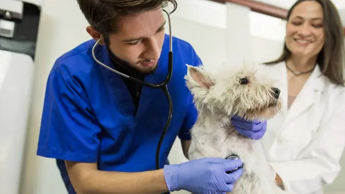 Two young veterinarians exam cute west highland white terrier on veterinary clinic.